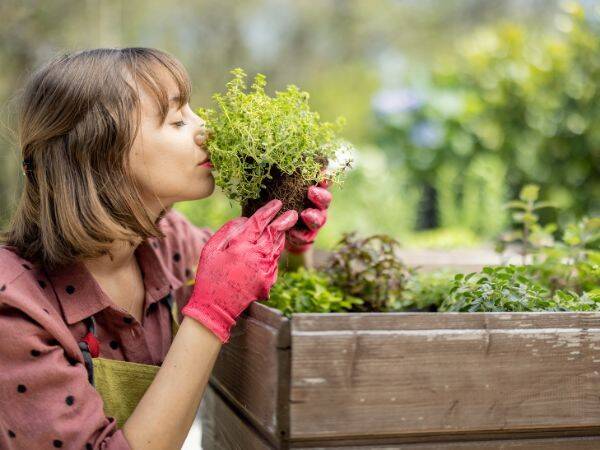 Wiosenne zioła: jakie rośliny warto zasadzić w swoim ogródku?