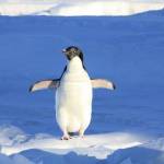 Czy wiesz wszystko o pingwinach?