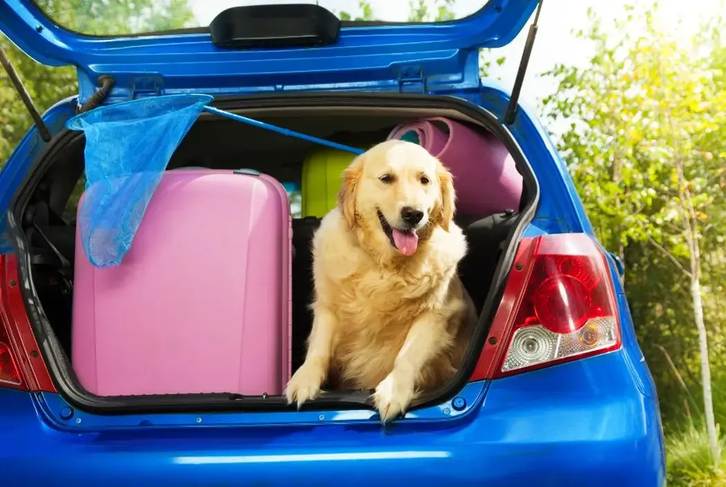 Szelki dla psów w podróży: najlepsze rozwiązania dla bezpiecznych